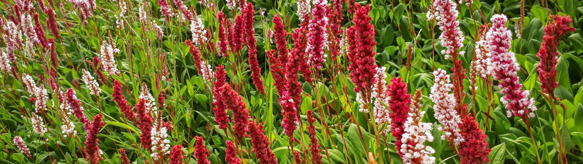 385-til lister (1920 × 540px) (9).jpg