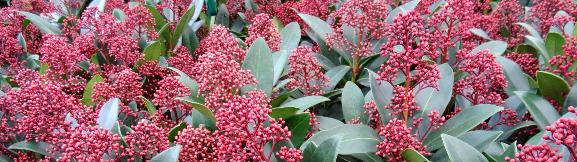 386-til lister (1920 × 540px) (32).jpg