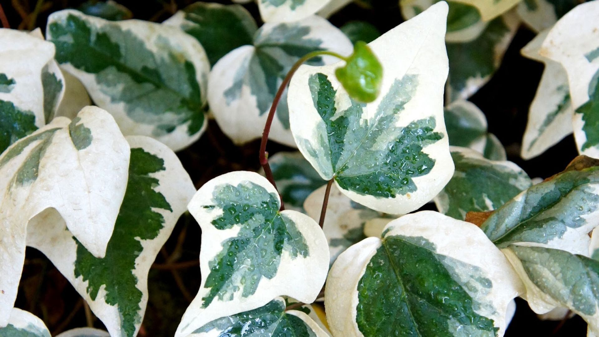 388-Billeder i mails og artikler (1920 × 1080px) (32).jpg