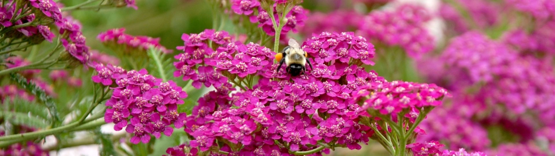 388-til lister (1920 × 540px) (7).jpg