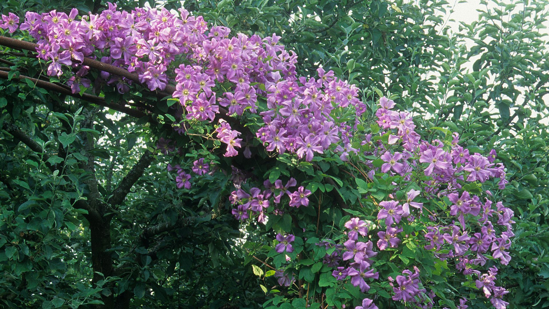 390-Billeder i mails og artikler (1920 × 1080px) (39).jpg