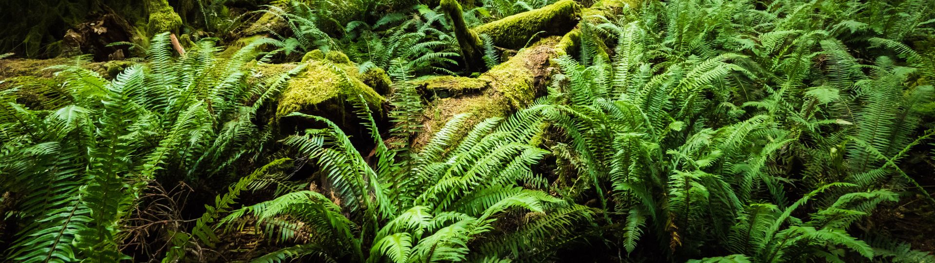 391-til lister (1920 × 540px) (12).jpg