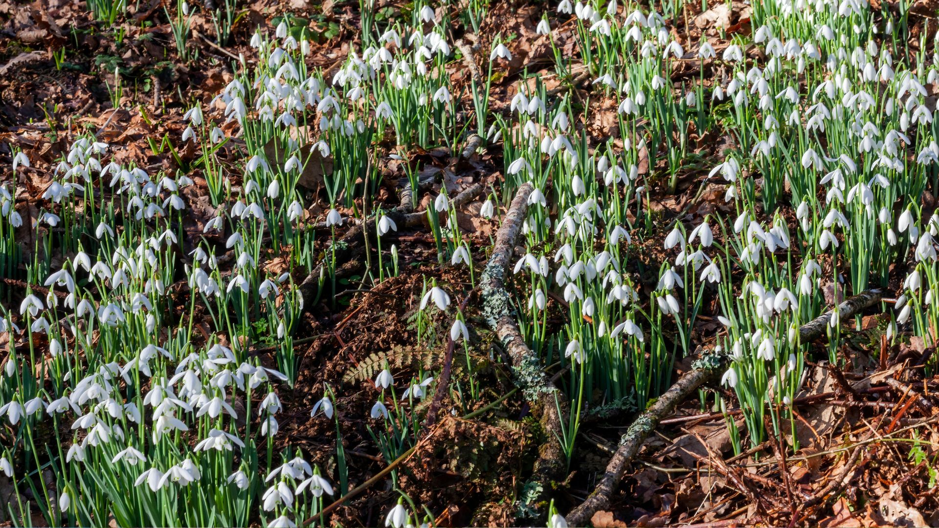 392-Billeder i mails og artikler (1920 × 1080px) - 2024-01-09T101221.964.jpg