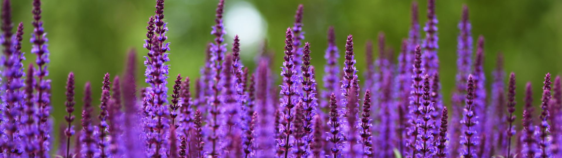 394-til lister (1920 × 540px) (13).jpg