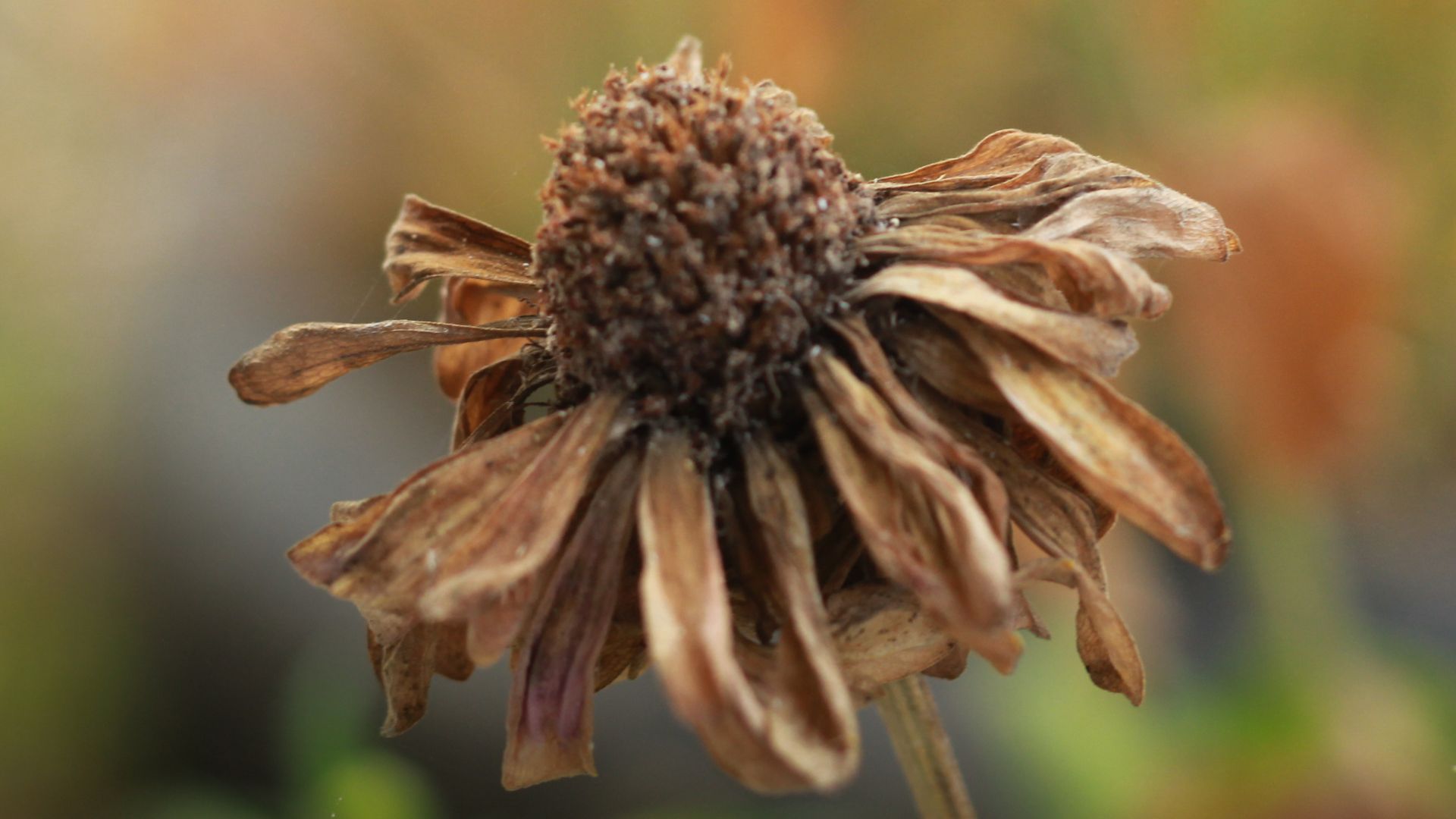 395-Billeder i mails og artikler (1920 × 1080px) (34).jpg