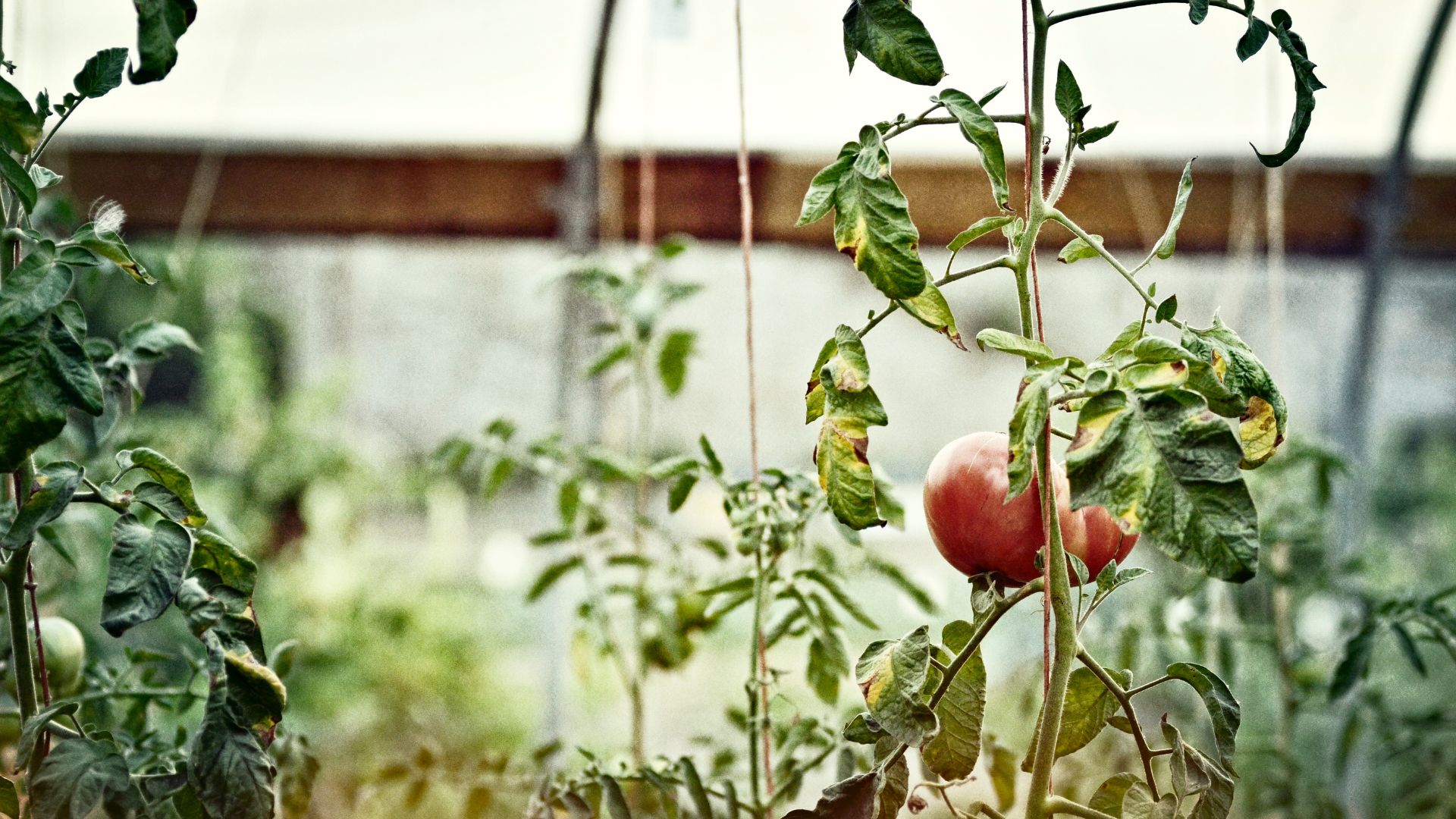 396-Billeder i mails og artikler (1920 × 1080px) - 2024-02-07T112611.575.jpg