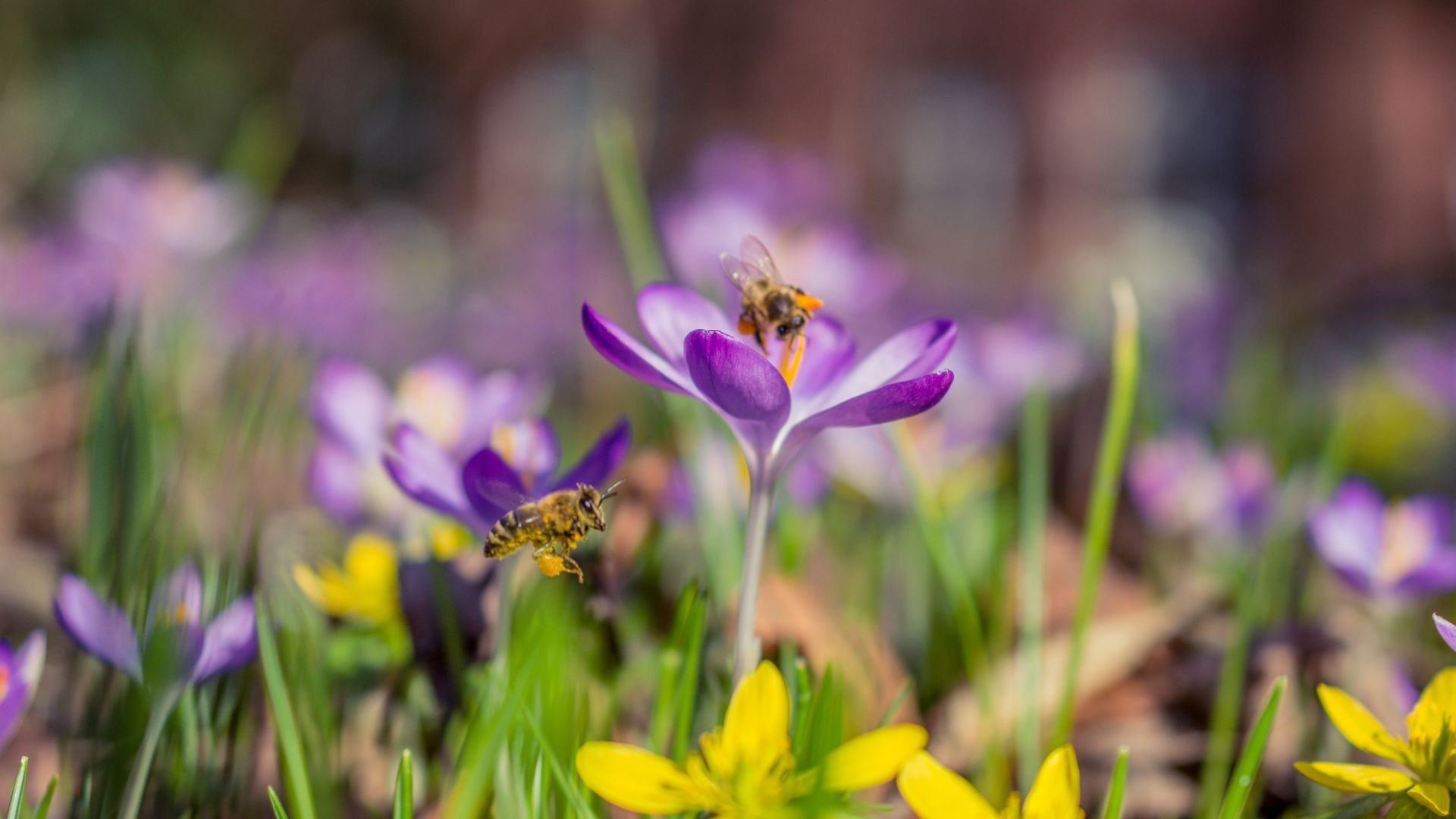 398-Billeder i mails og artikler (1920 × 1080px) - 2024-01-22T125246.927.jpg