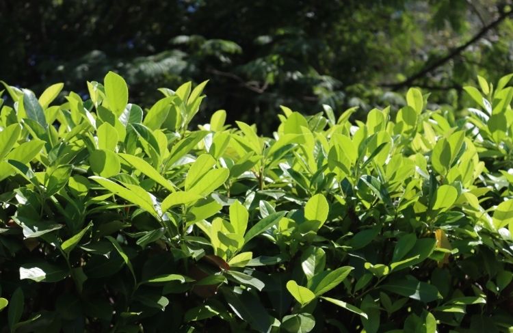 402-Kirsebaerlaurbaer (1).jpg