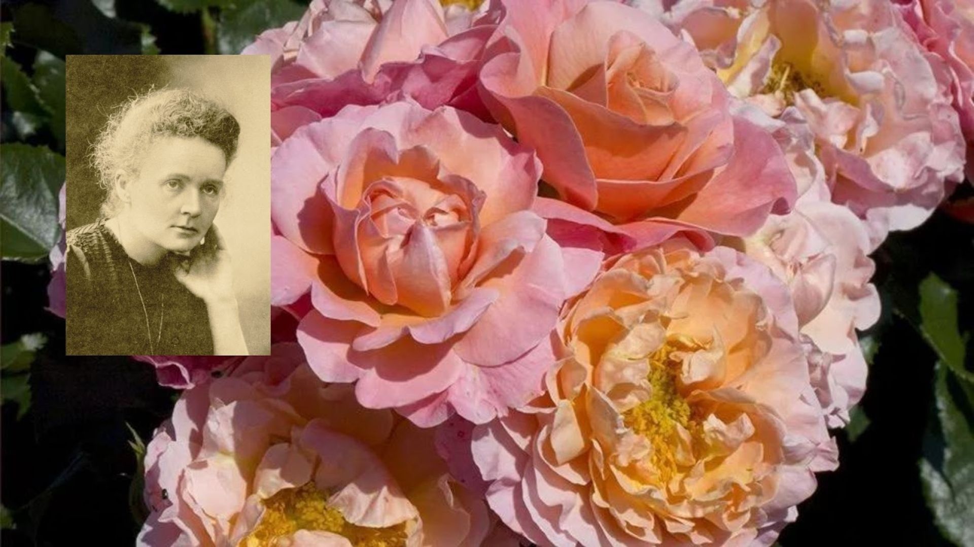 406-Billeder i mails og artikler (1920 × 1080px) (17).jpg