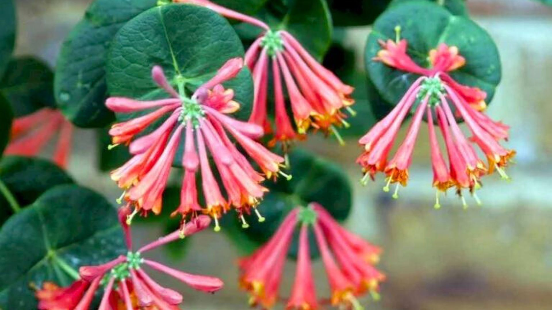 410-Billeder i mails og artikler (1920 × 1080px) (65).jpg