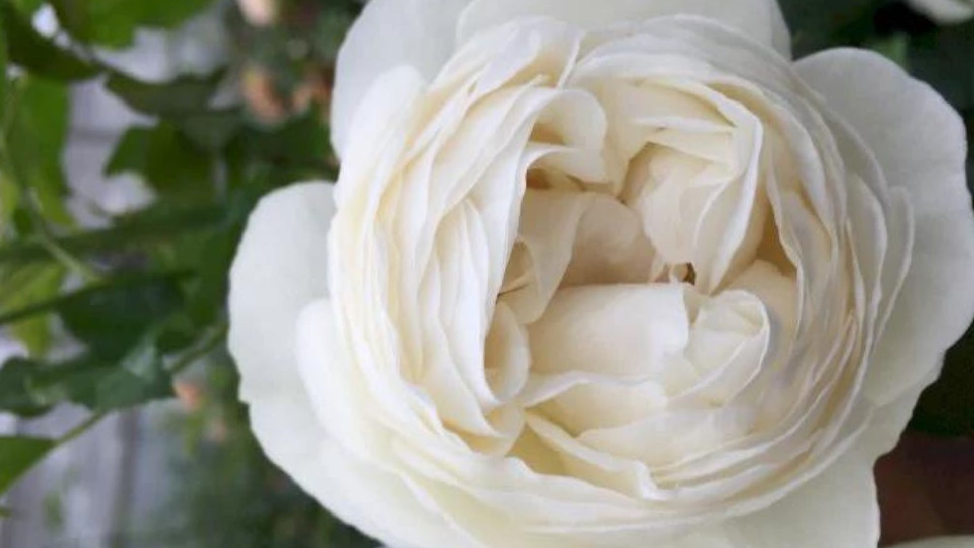 419-Billeder i mails og artikler (1920 × 1080px) (23).jpg