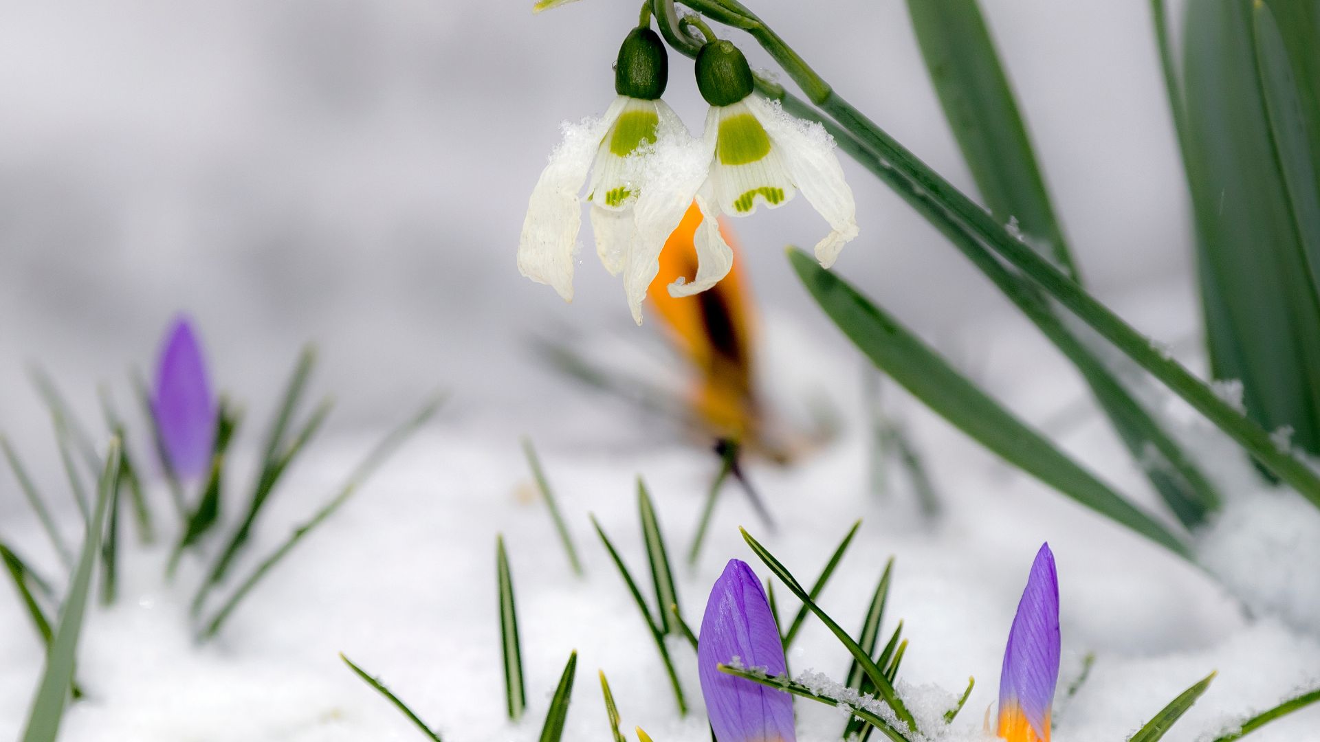 419-Billeder i mails og artikler (1920 × 1080px) (98).jpg