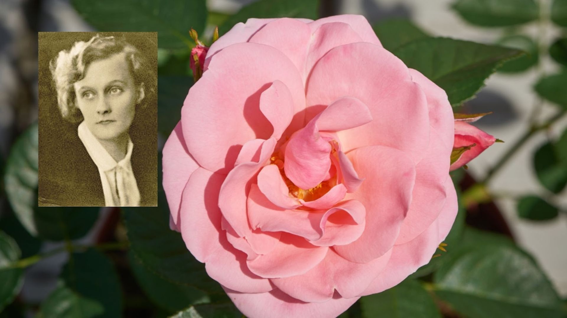 421-Billeder i mails og artikler (1920 × 1080px) (11).jpg