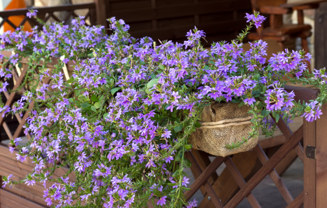 Sommerblomster Du Kan Plante I Krukker Og Altankasser Plantetorvet Dk