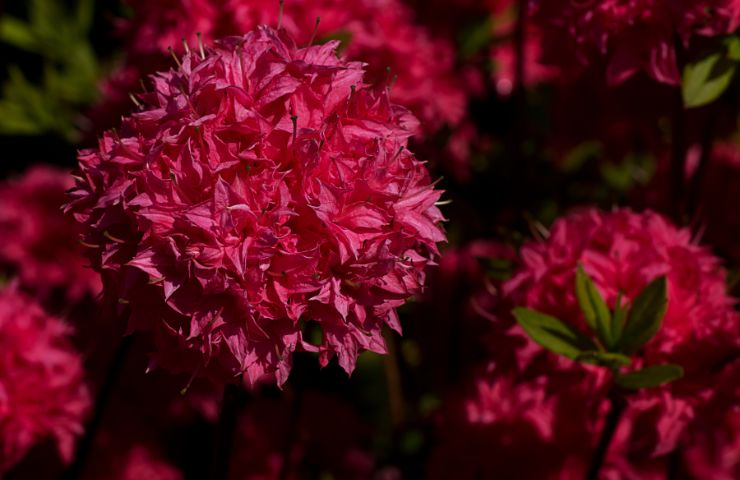 20 fantastiske rhododendron - fornyelse i surbundsbedet