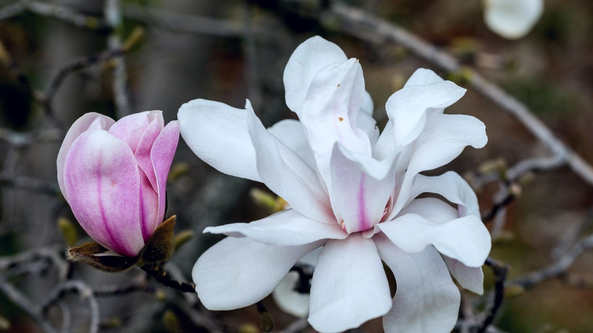 429-Billeder i mails og artikler (1920 × 1080px) (21).jpg