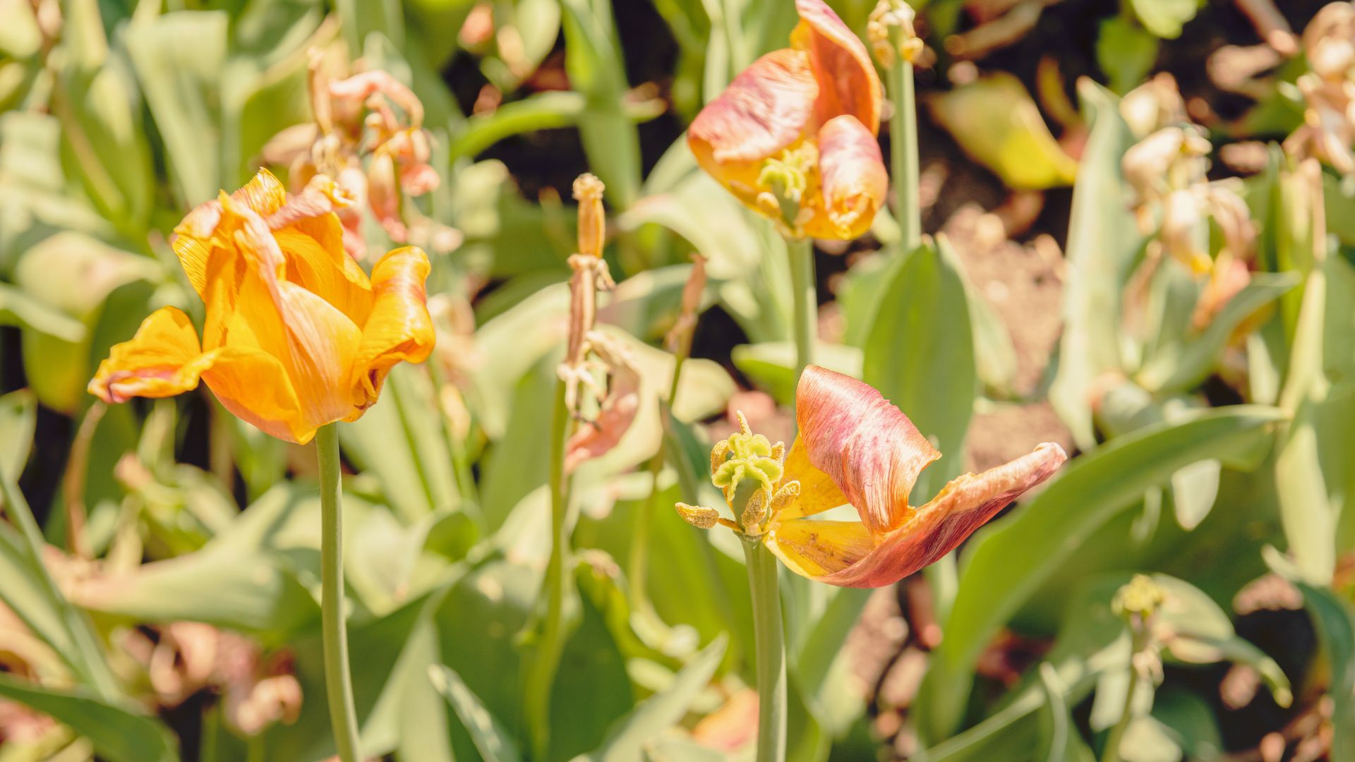 43-Billeder i mails og artikler (1920 × 1080px) - 2024-01-22T130001.290.jpg