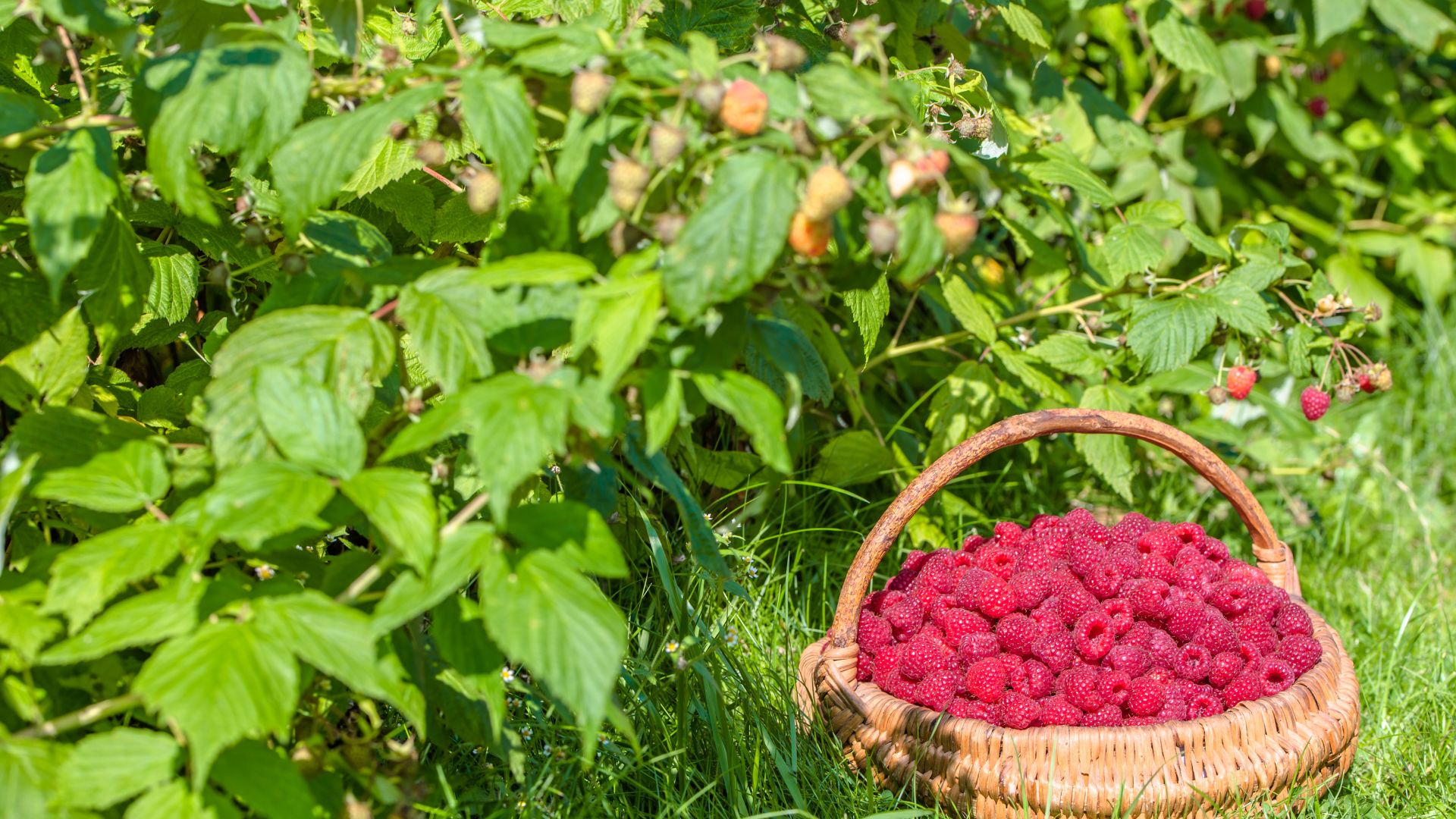 432-Billeder i mails og artikler (1920 × 1080px) - 2024-01-25T141305.342.jpg