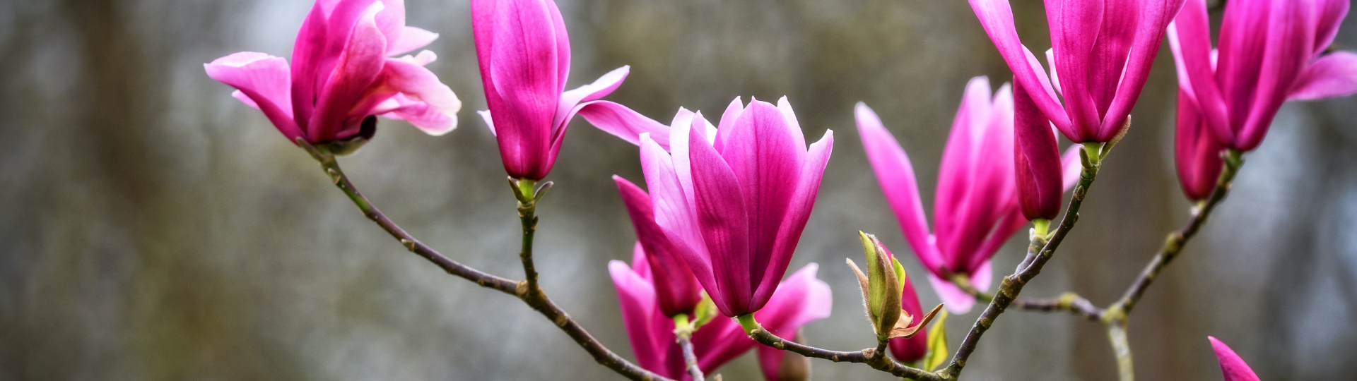 432-til lister (1920 × 540px).png