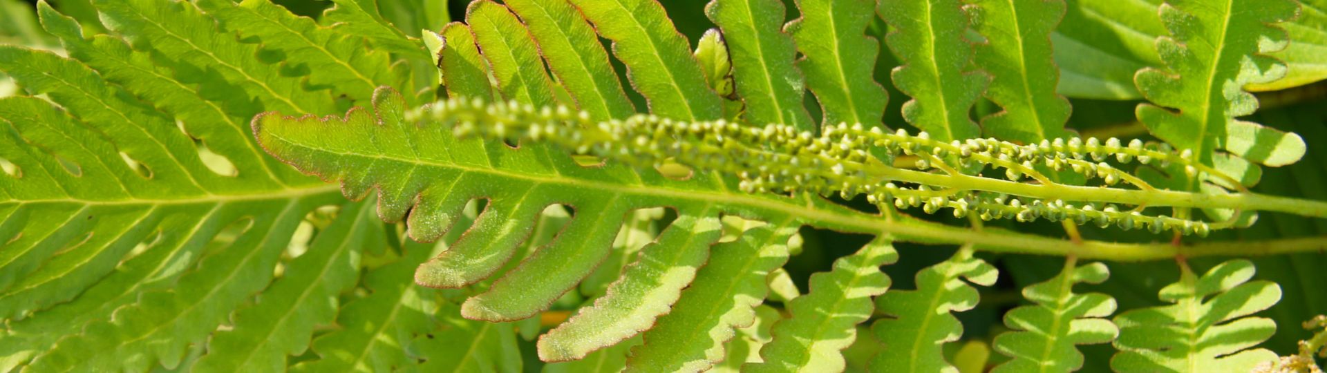 435-til lister (1920 × 540px) (25).jpg