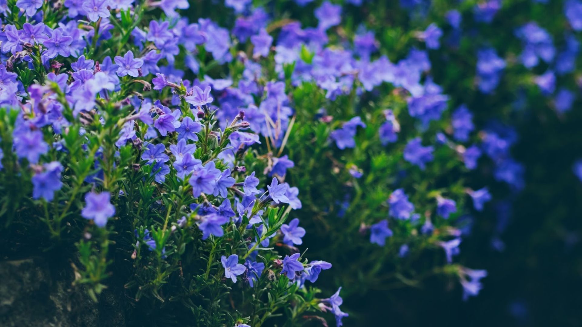 438-Billeder i mails og artikler (1920 × 1080px) (19).jpg