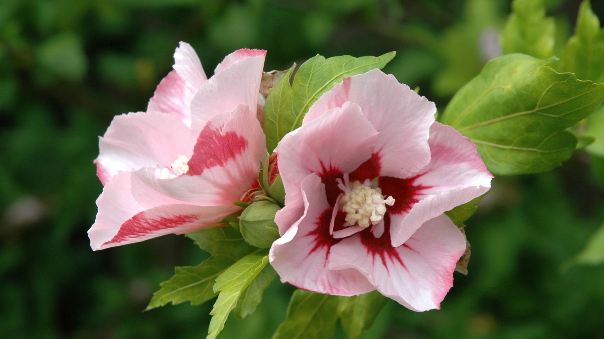 445-Billeder i mails og artikler (1920 × 1080px) - 2023-07-18T113701.246.jpg