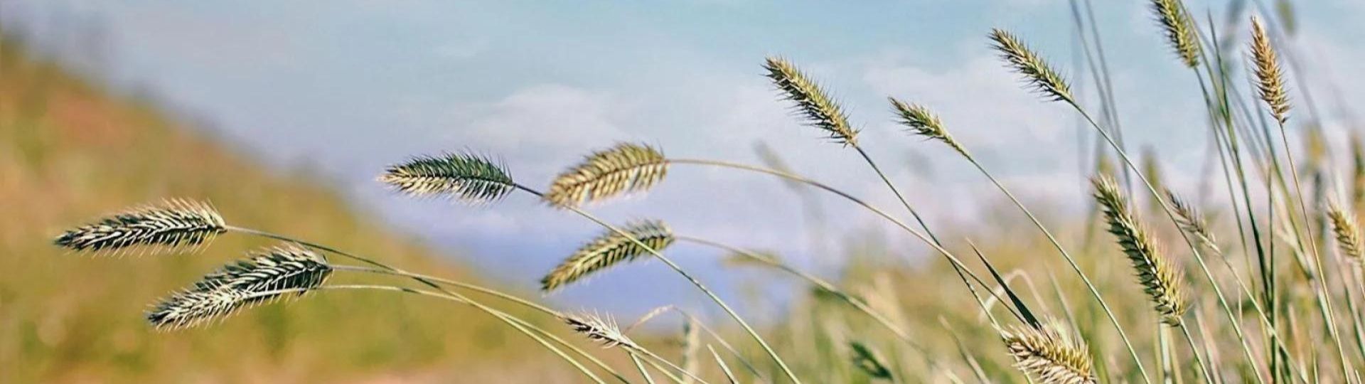 445-til lister (1920 × 540px) (20).jpg