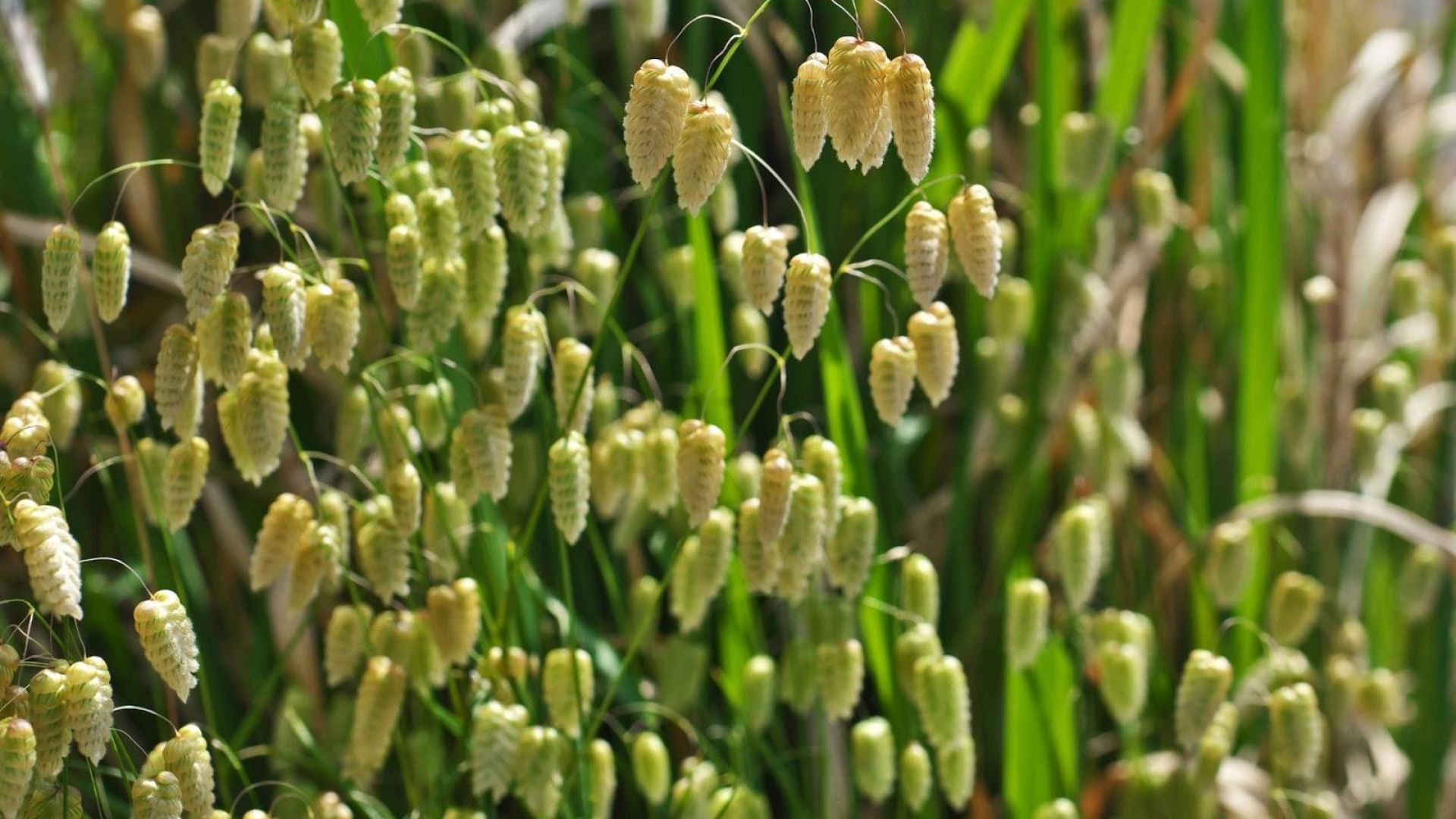 448-Billeder i mails og artikler (1920 × 1080px) (57).jpg