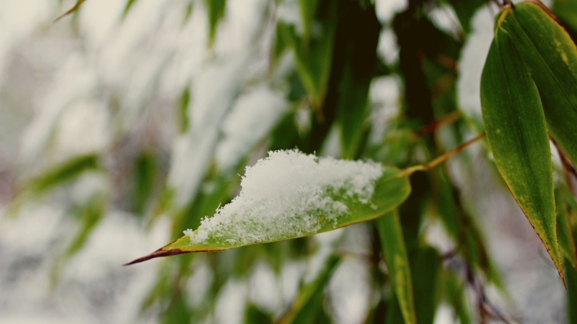 451-Billeder i mails og artikler (1920 × 1080px) (4).jpg