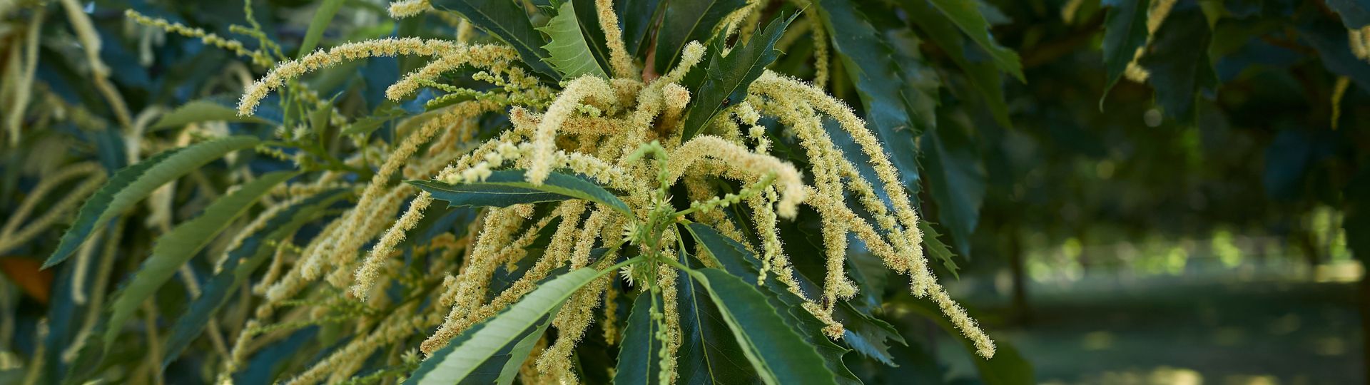 451-til lister (1920 × 540px) (4).jpg