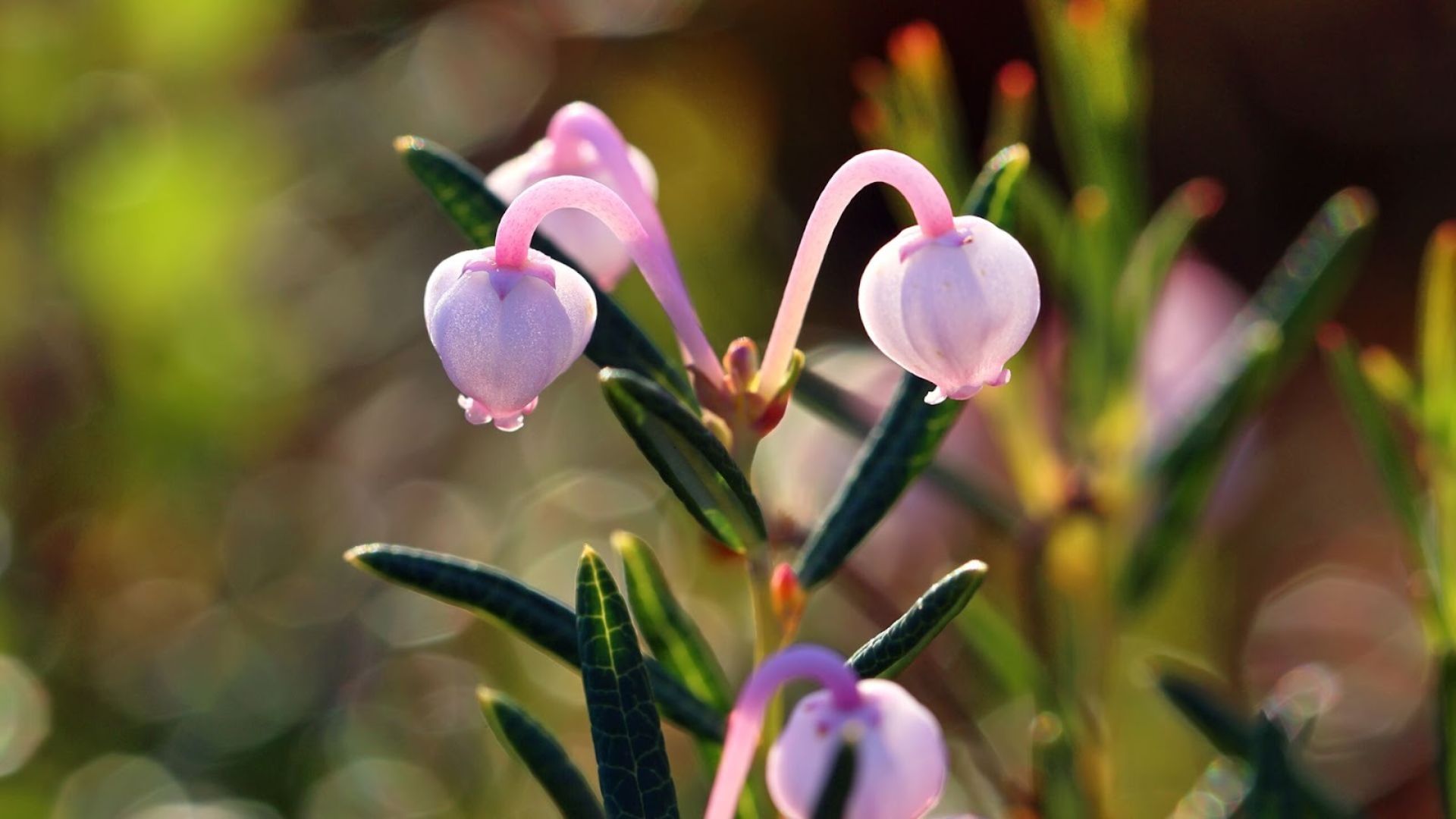 453-Billeder i mails og artikler (1920 × 1080px) (6).jpg