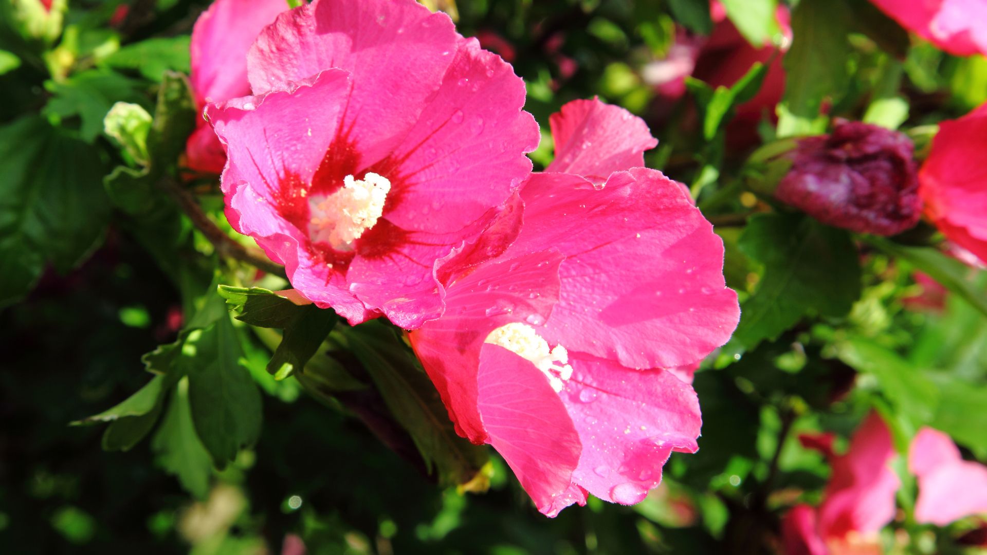 453-Billeder i mails og artikler (1920 × 1080px) (7).jpg