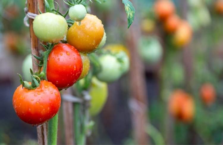 Dyrk selv l&aelig;kre tomater derhjemme
