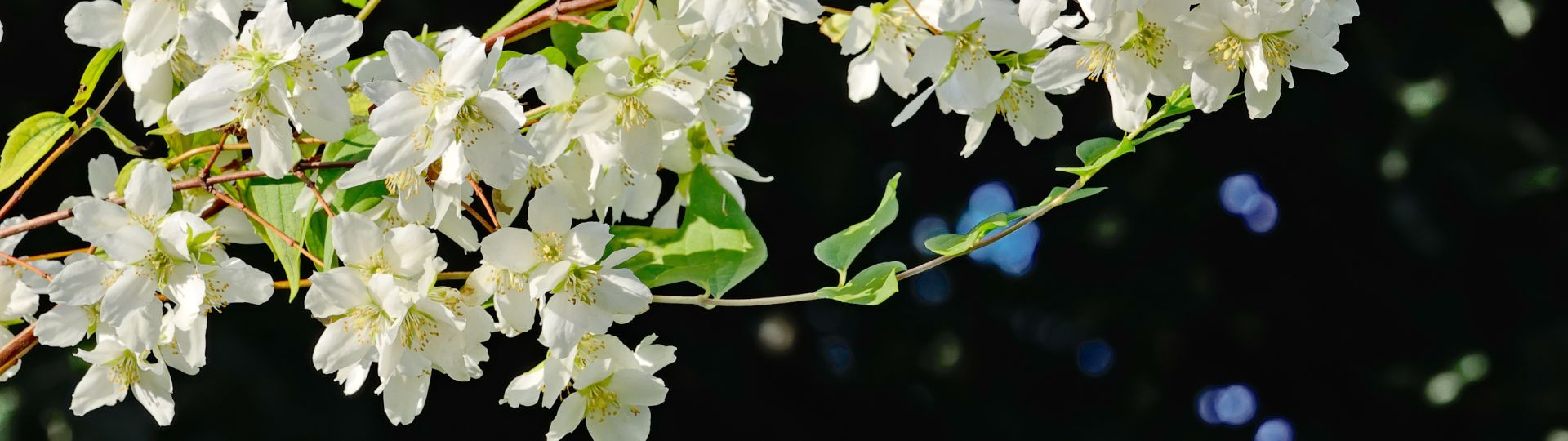 467-til lister (1920 × 540px) (6).jpg