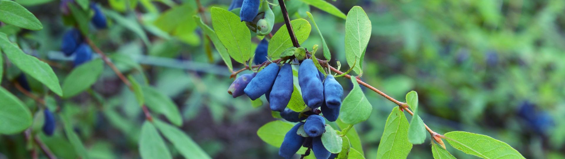 468-til lister (1920 × 540px) (69).jpg