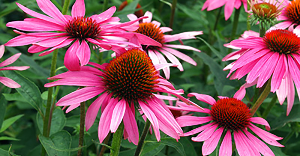 469-Echinacea 1200x628.jpg