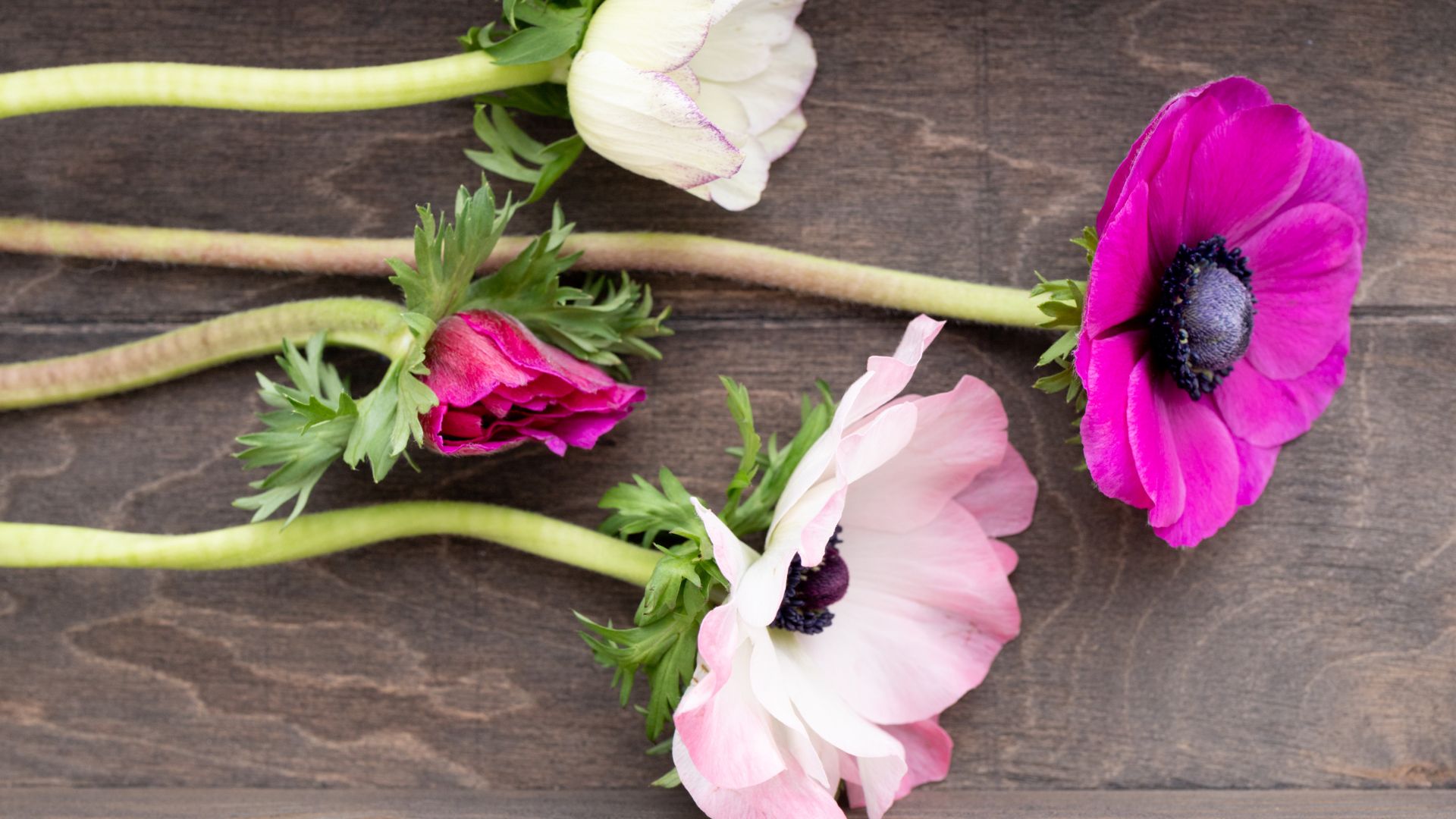 470-Billeder i mails og artikler (1920 × 1080px) - 2023-09-01T120935.698.jpg