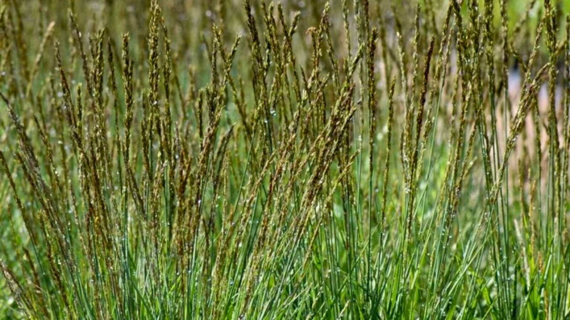 471-Billeder i mails og artikler (1920 × 1080px) (47).jpg