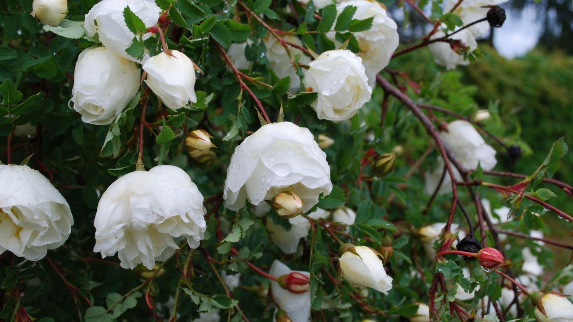 472-Billeder i mails og artikler (1920 × 1080px) (14).jpg