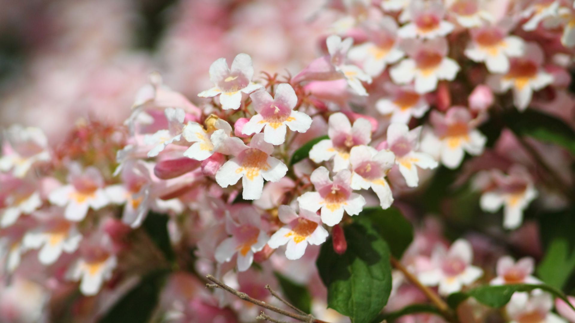 473-Billeder i mails og artikler (1920 × 1080px) - 2024-01-03T152150.814.jpg