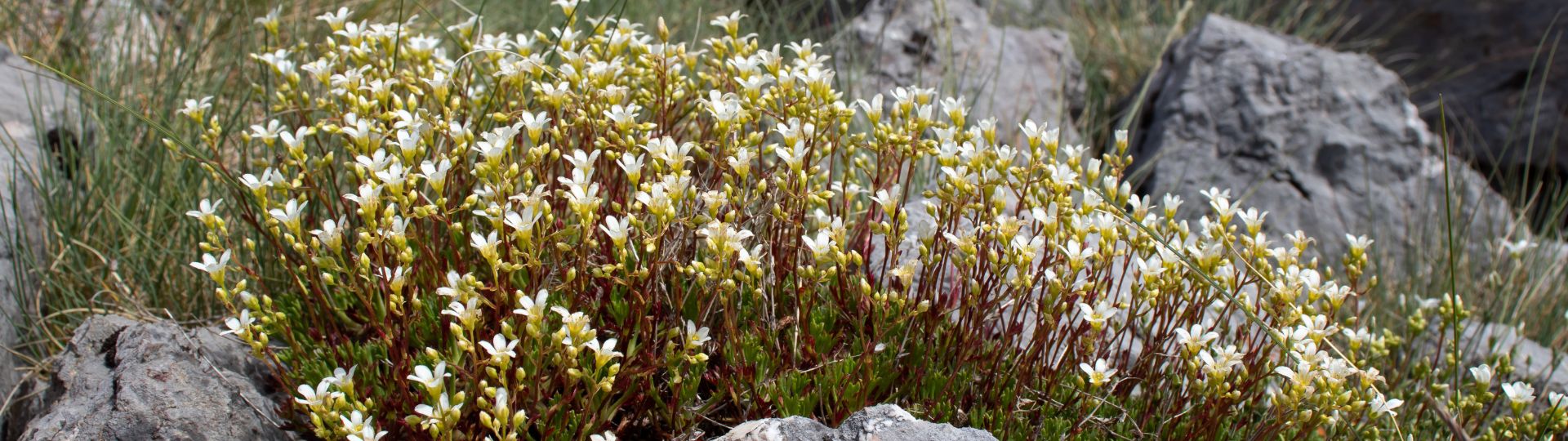 476-til lister (1920 × 540px) (8).jpg