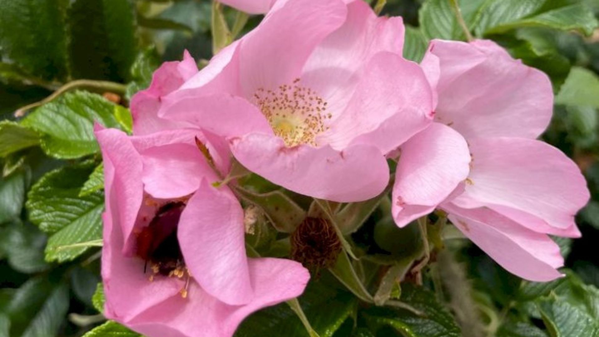 484-Billeder i mails og artikler (1920 × 1080px) - 2023-07-26T105002.773.jpg