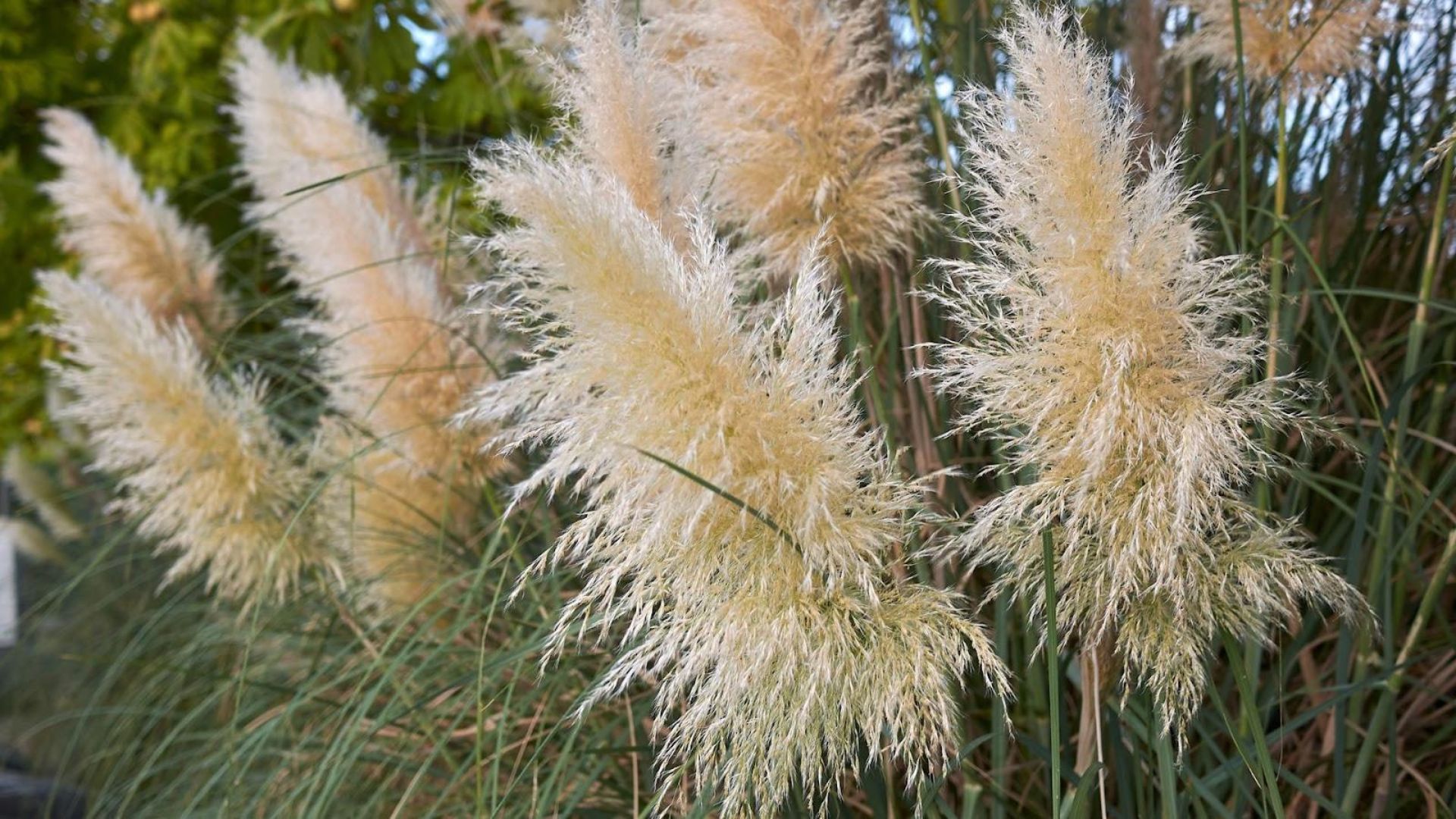 487-Billeder i mails og artikler (1920 × 1080px) (48).jpg