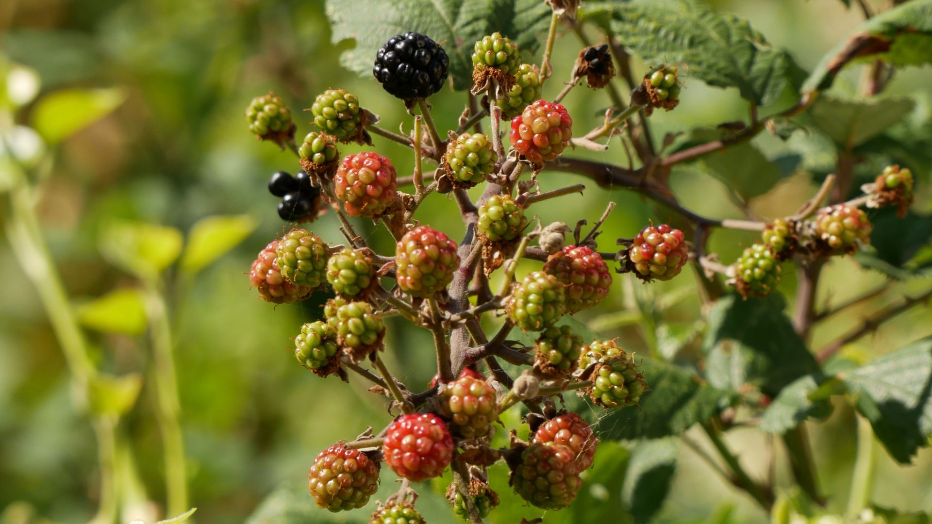 489-Billeder i mails og artikler (1920 × 1080px) - 2024-01-26T140809.605.jpg