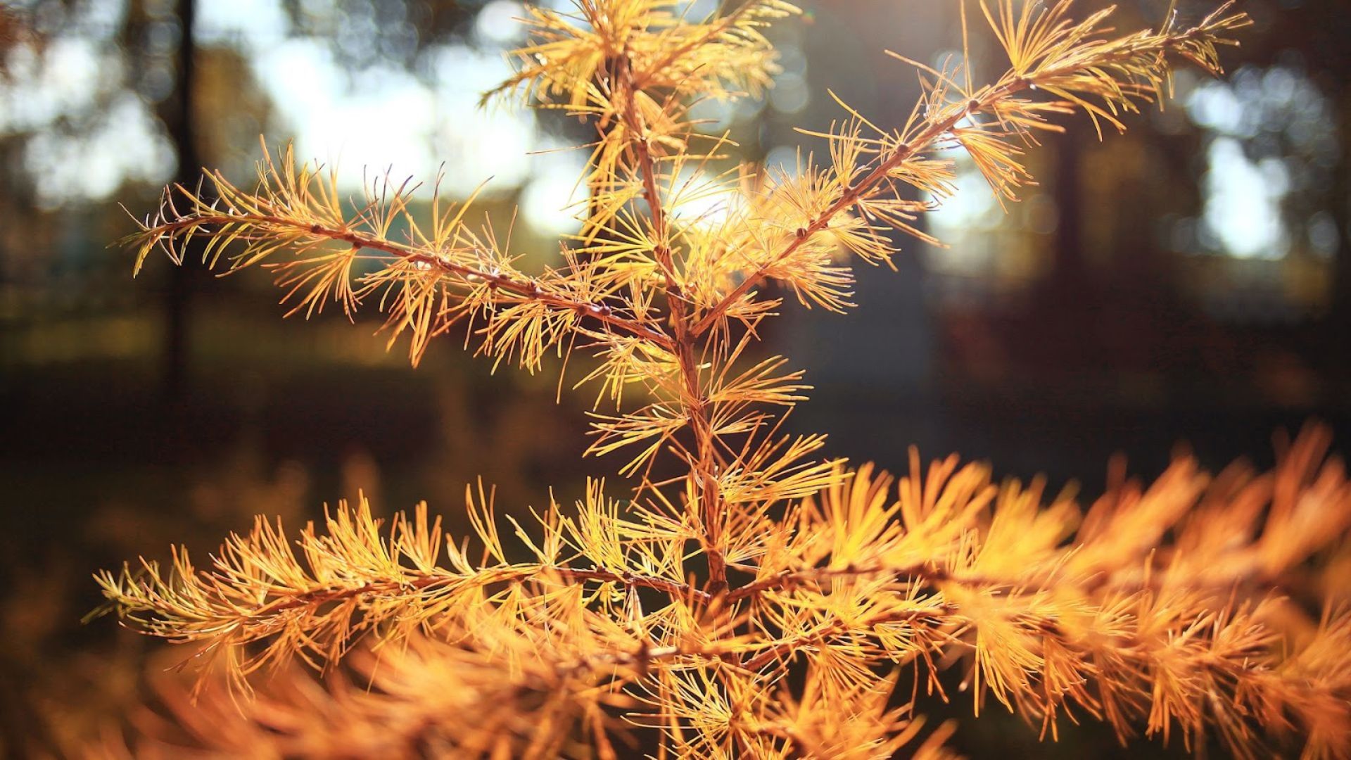 491-Billeder i mails og artikler (1920 × 1080px) (10).jpg