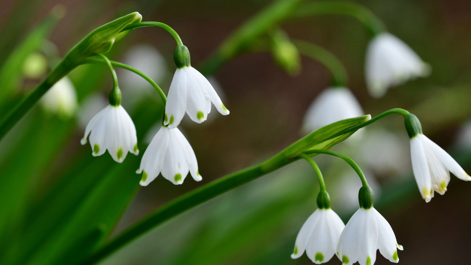491-Billeder i mails og artikler (1920 × 1080px) (99).jpg