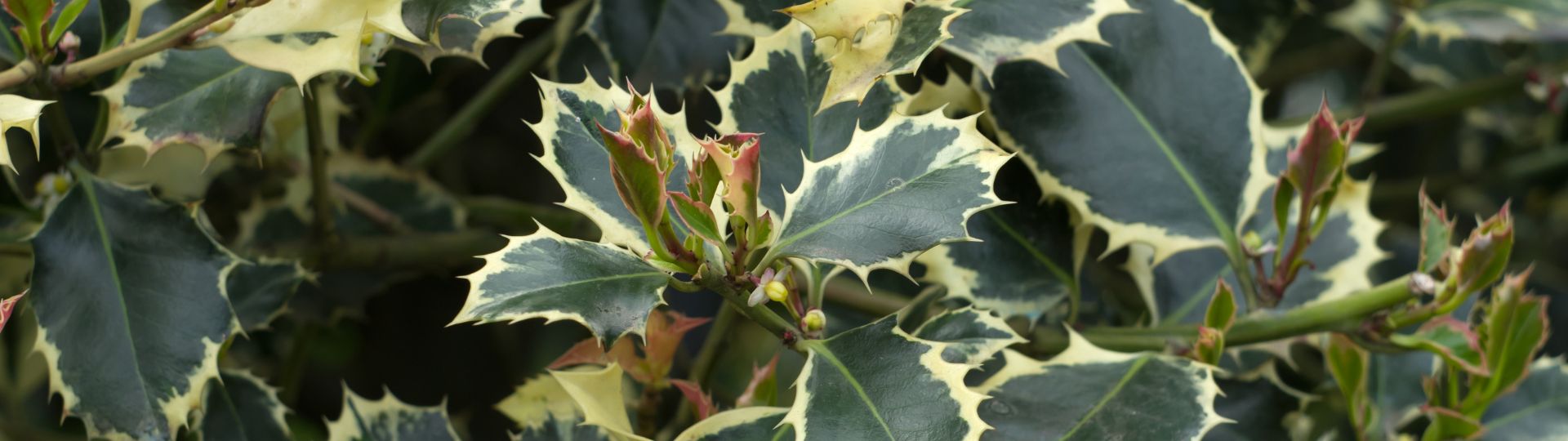 491-til lister (1920 × 540px).jpg