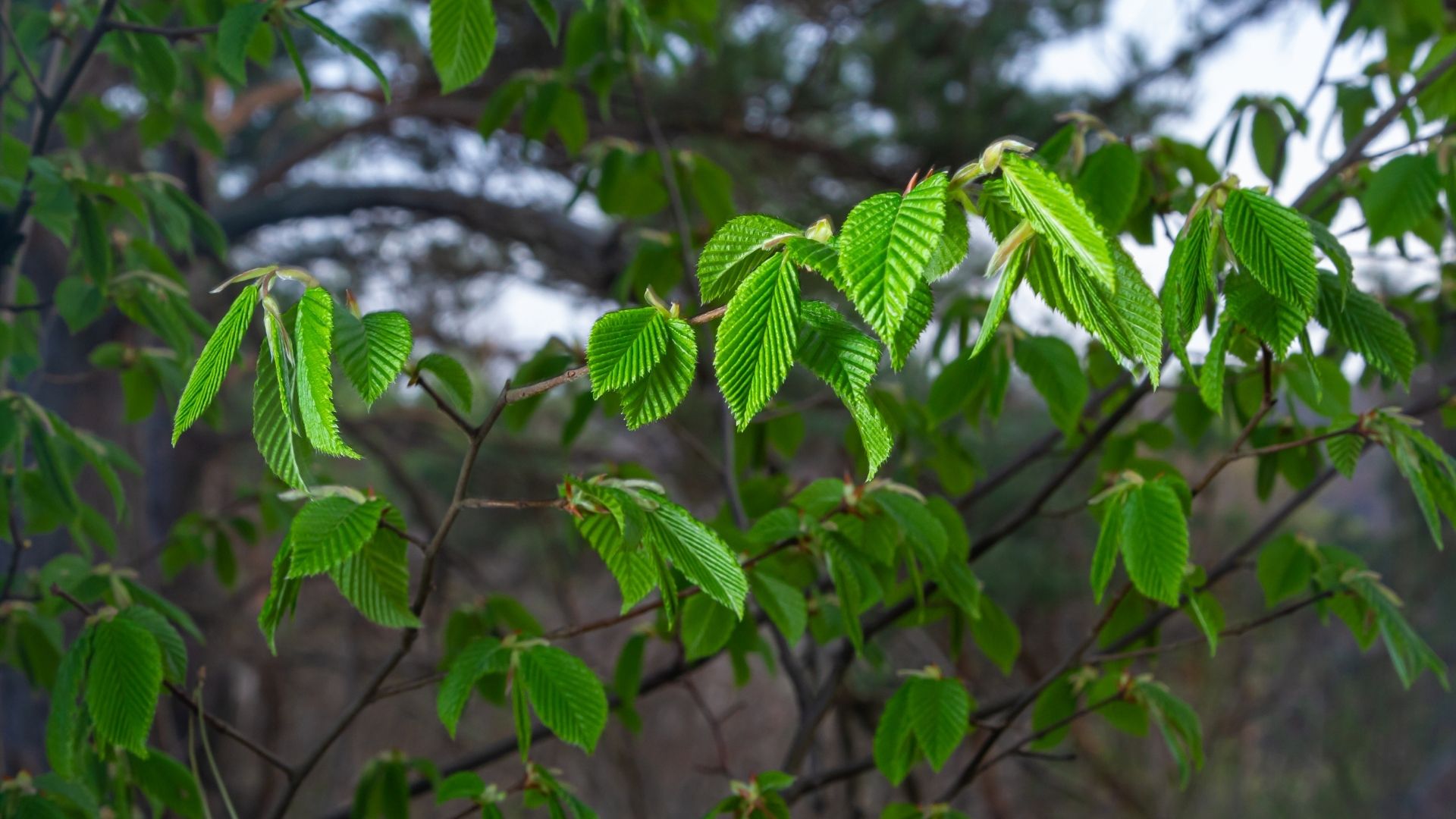 5-Billeder i mails og artikler (1920 × 1080px) (88).jpg
