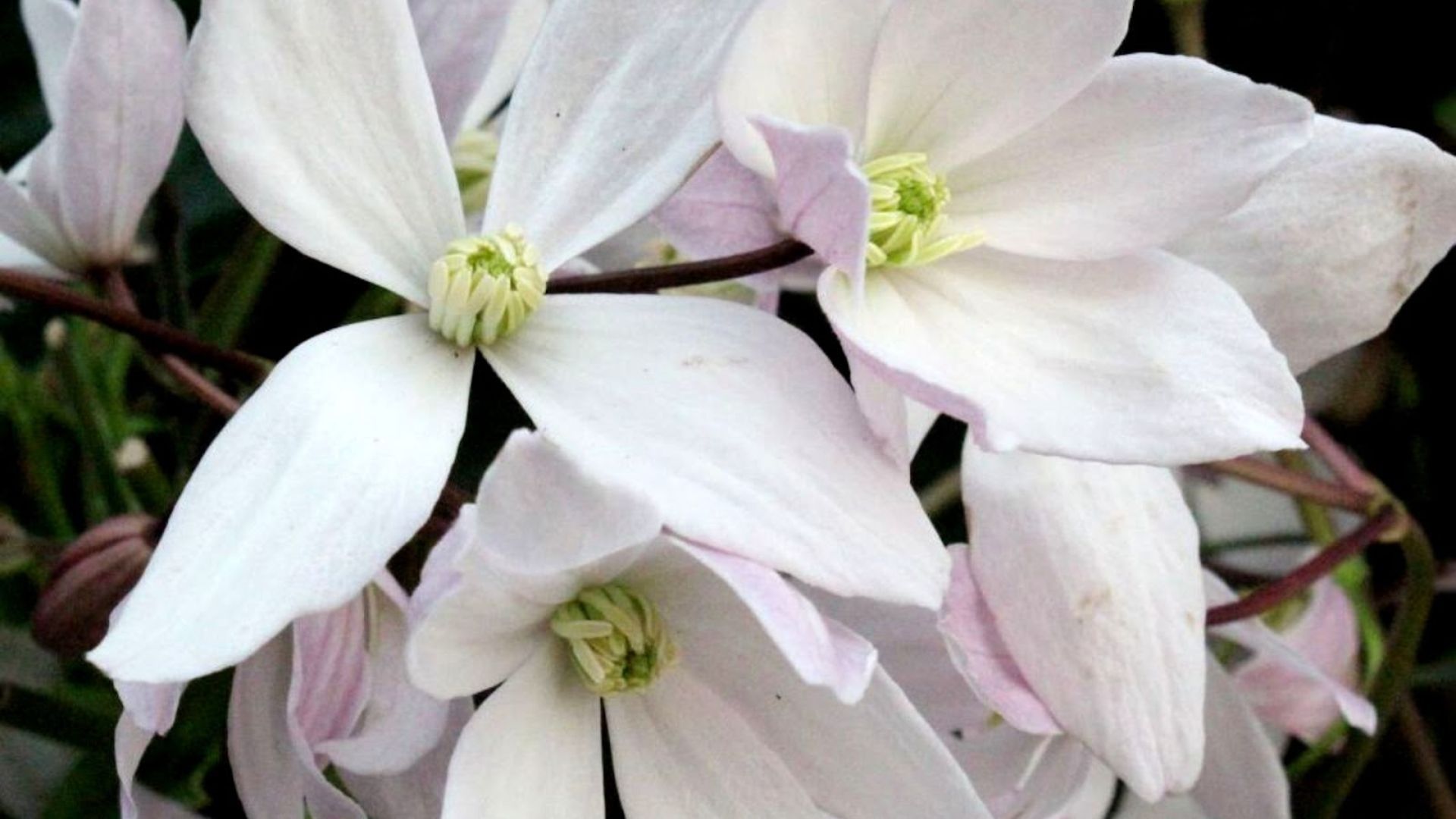 502-Billeder i mails og artikler (1920 × 1080px) (35).jpg