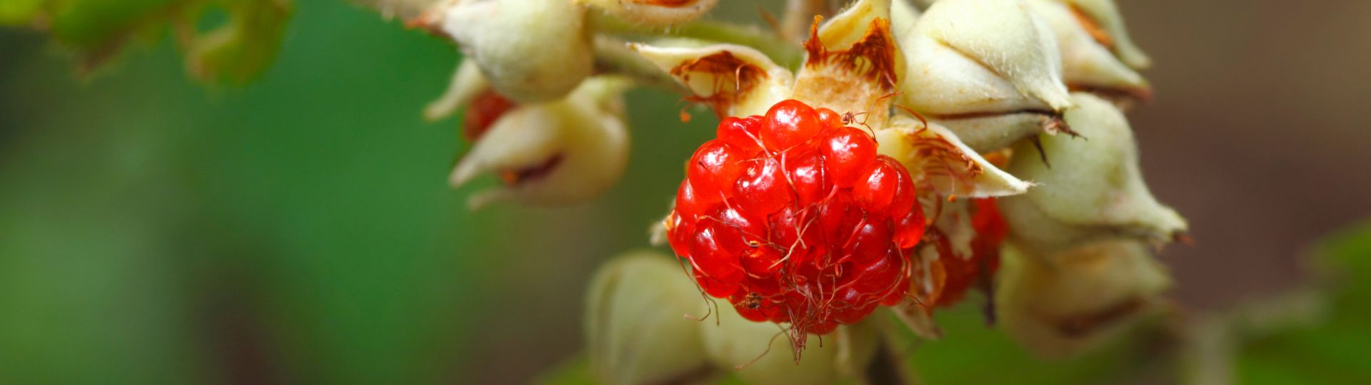 502-til lister (1920 × 540px) (86).jpg